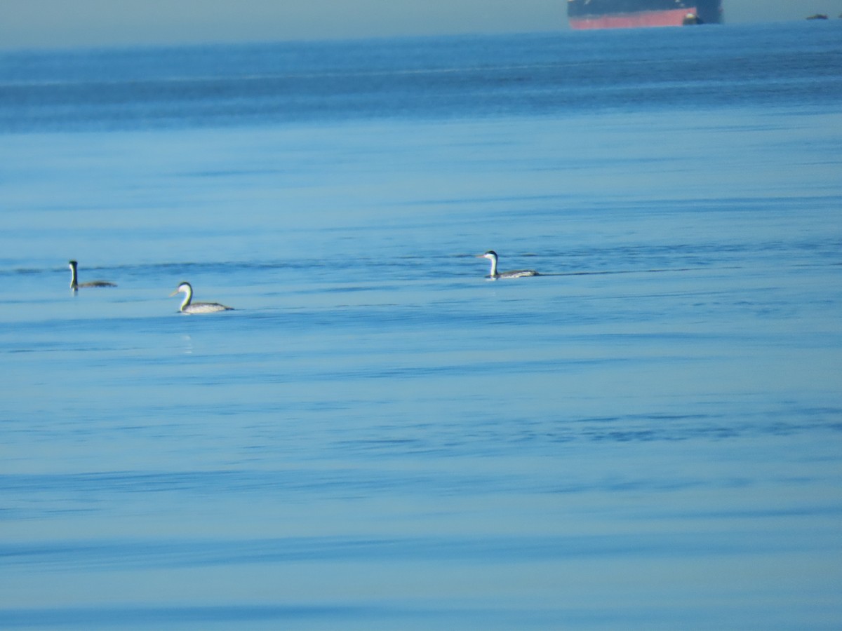 Clark's Grebe - ML625177294