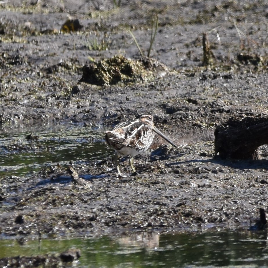 Wilson's Snipe - ML625177335