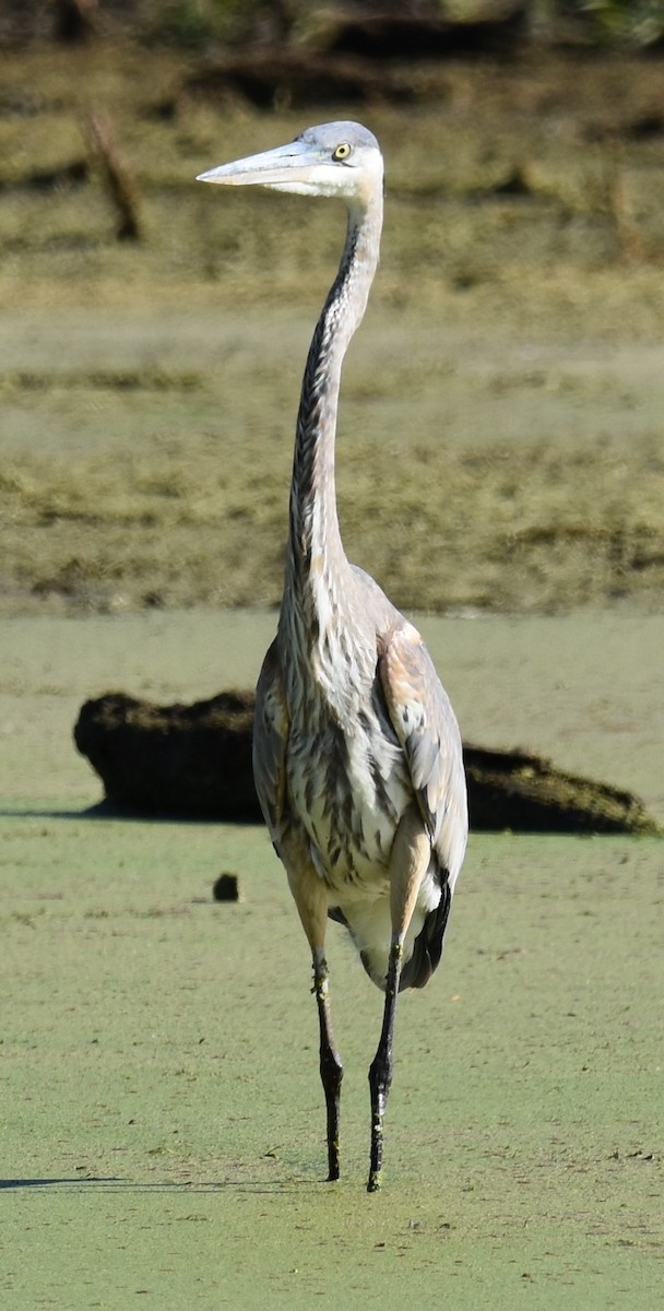 Great Blue Heron - ML625177358