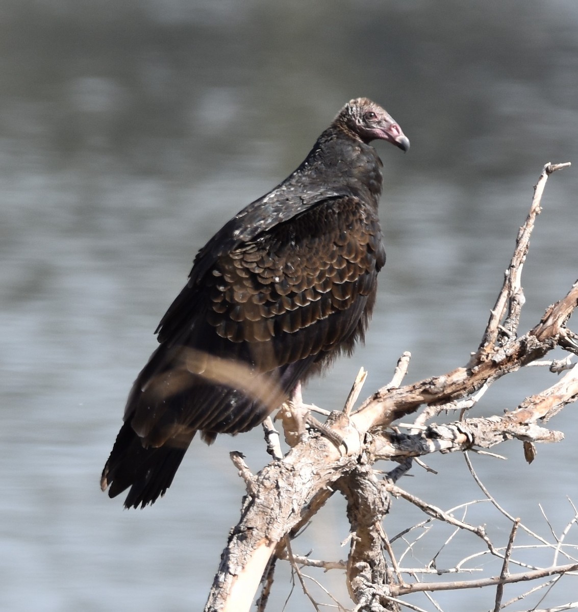 Turkey Vulture - ML625177376