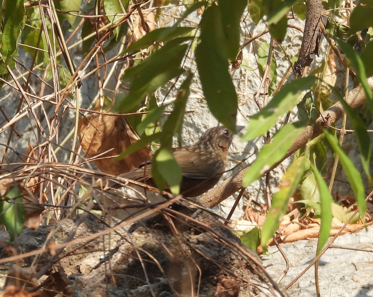 Rufous Limestone Babbler - ML625177411