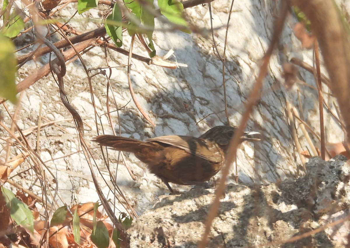 Rufous Limestone Babbler - ML625177424