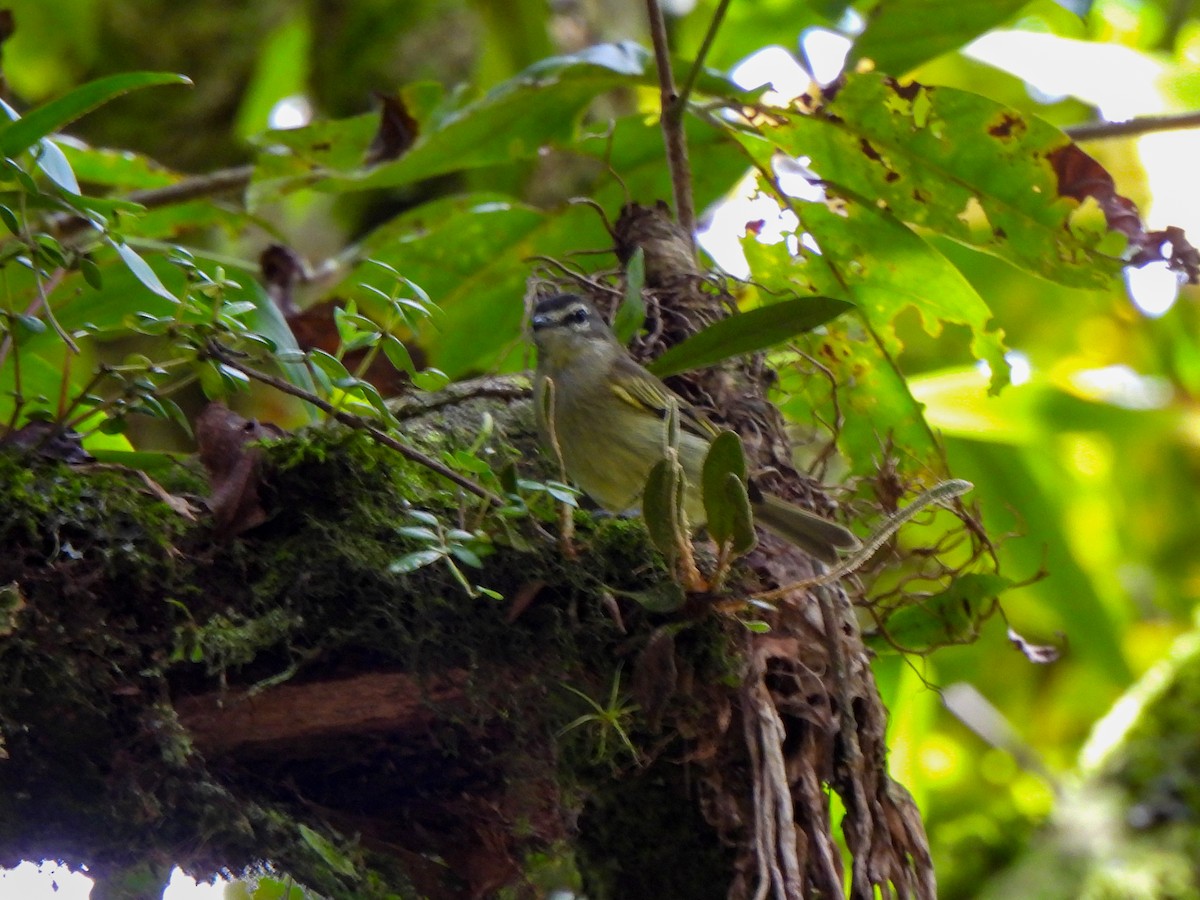 Spectacled Tyrannulet - ML625177512