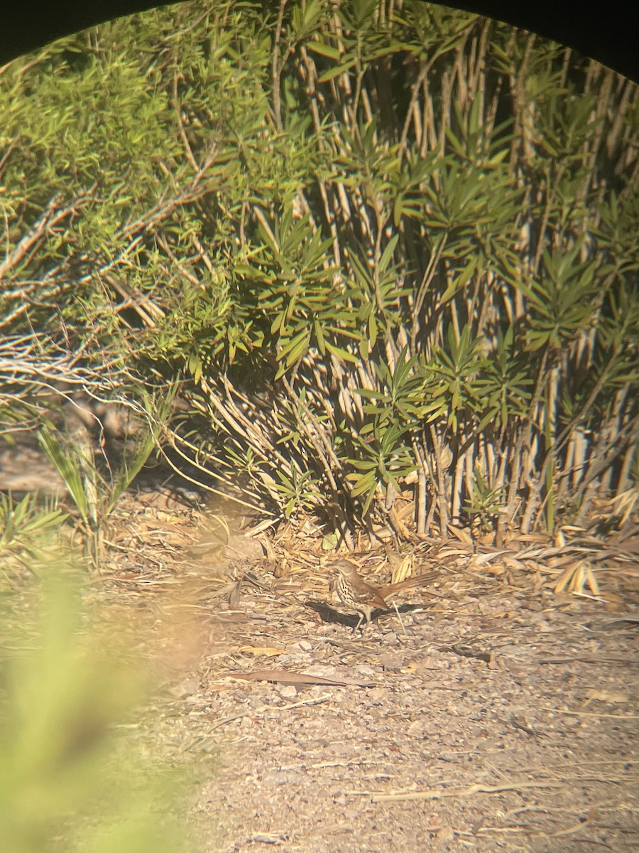 Тремблер прямодзьобий - ML625177578