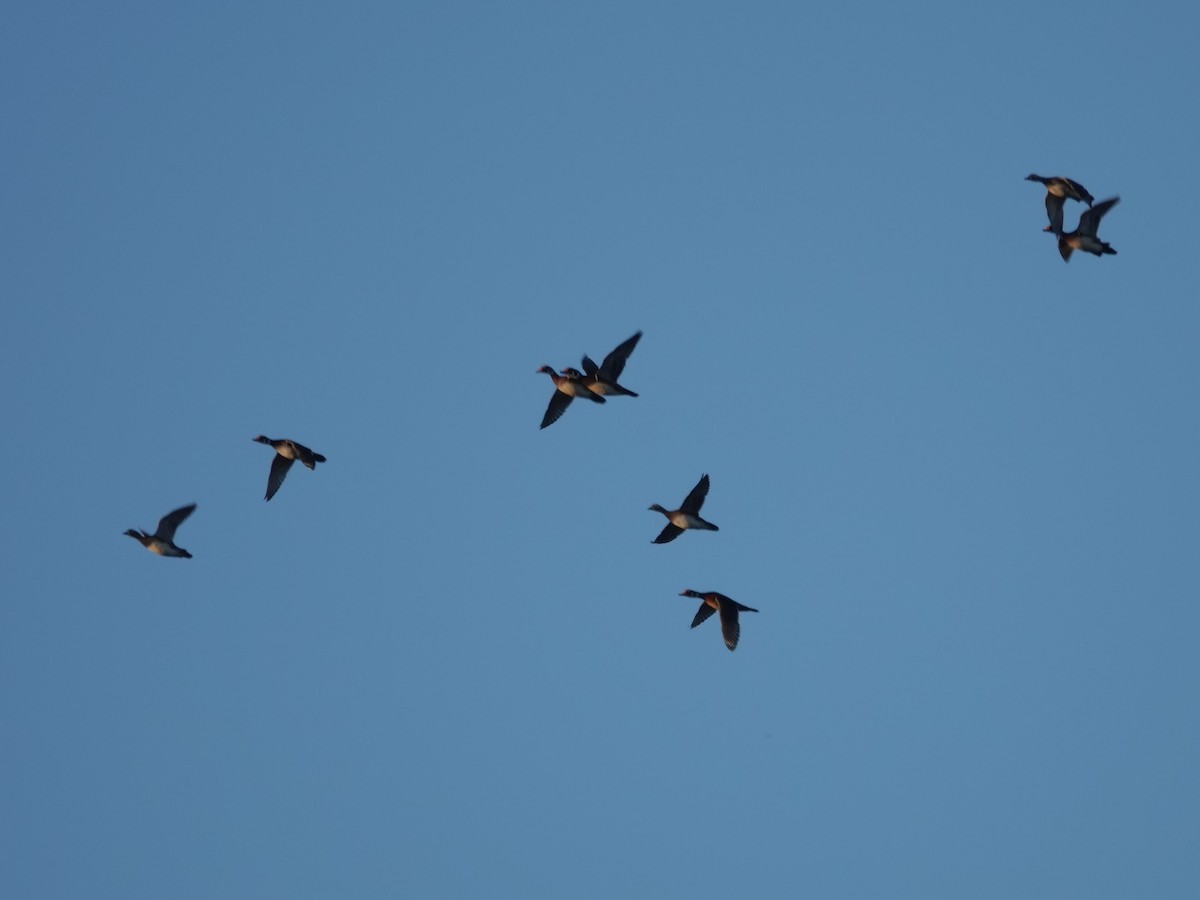 eBird Checklist - 19 Oct 2024 - Lexington Reservoirs #2 & #3 (Don't ...