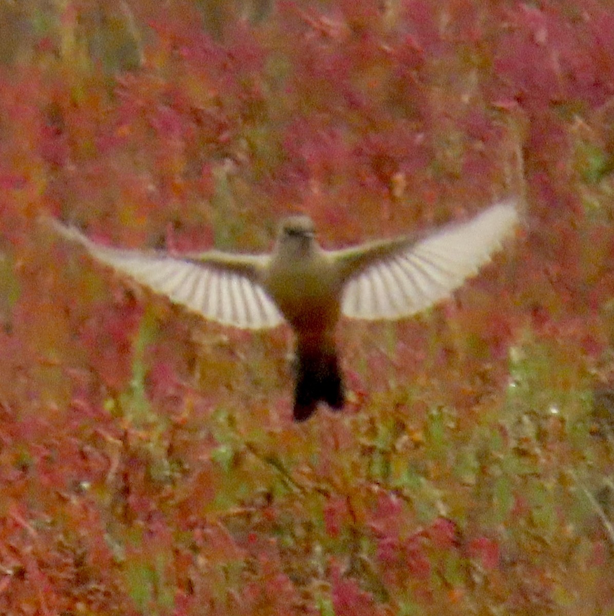 Say's Phoebe - ML625177814