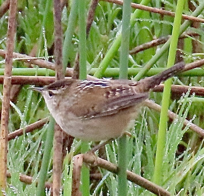 Marsh Wren - ML625177820