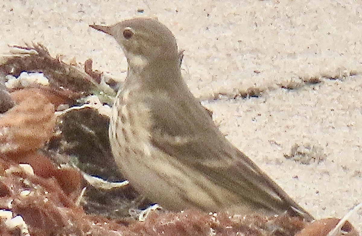 American Pipit - ML625177827