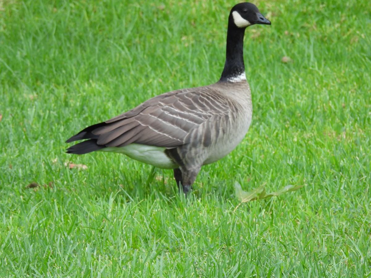 Cackling Goose - ML625177830