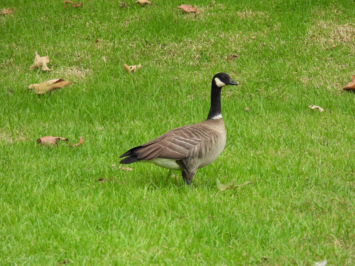 Cackling Goose - ML625177832