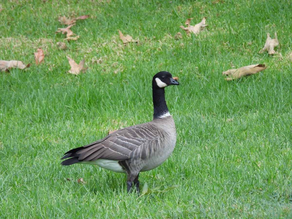 Cackling Goose - ML625177833