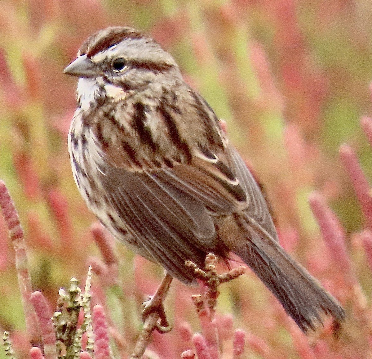 Song Sparrow - ML625177872
