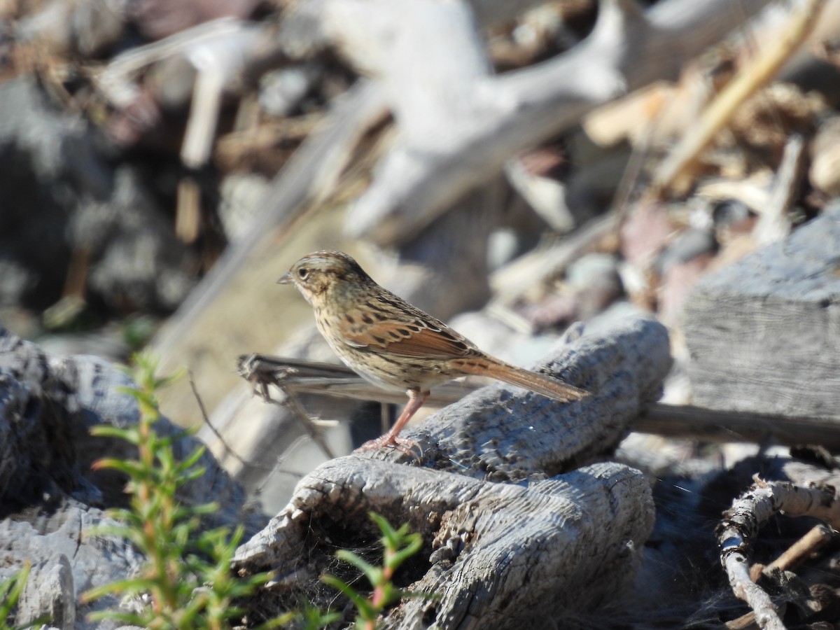 Lincoln's Sparrow - ML625177986