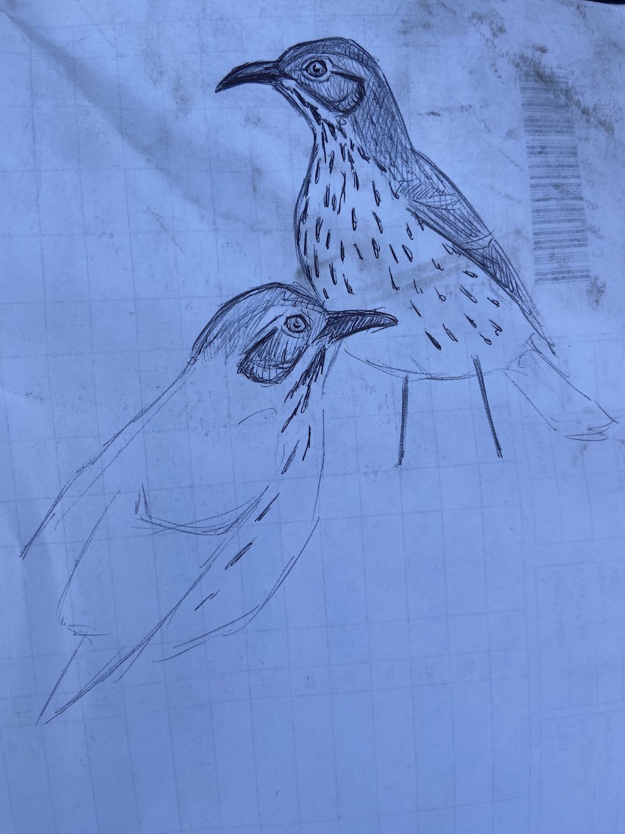 Sage Thrasher - ML625178019