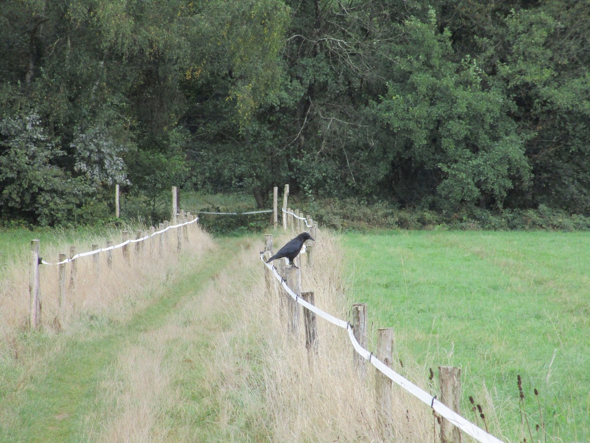 Carrion Crow (Western) - ML625178039