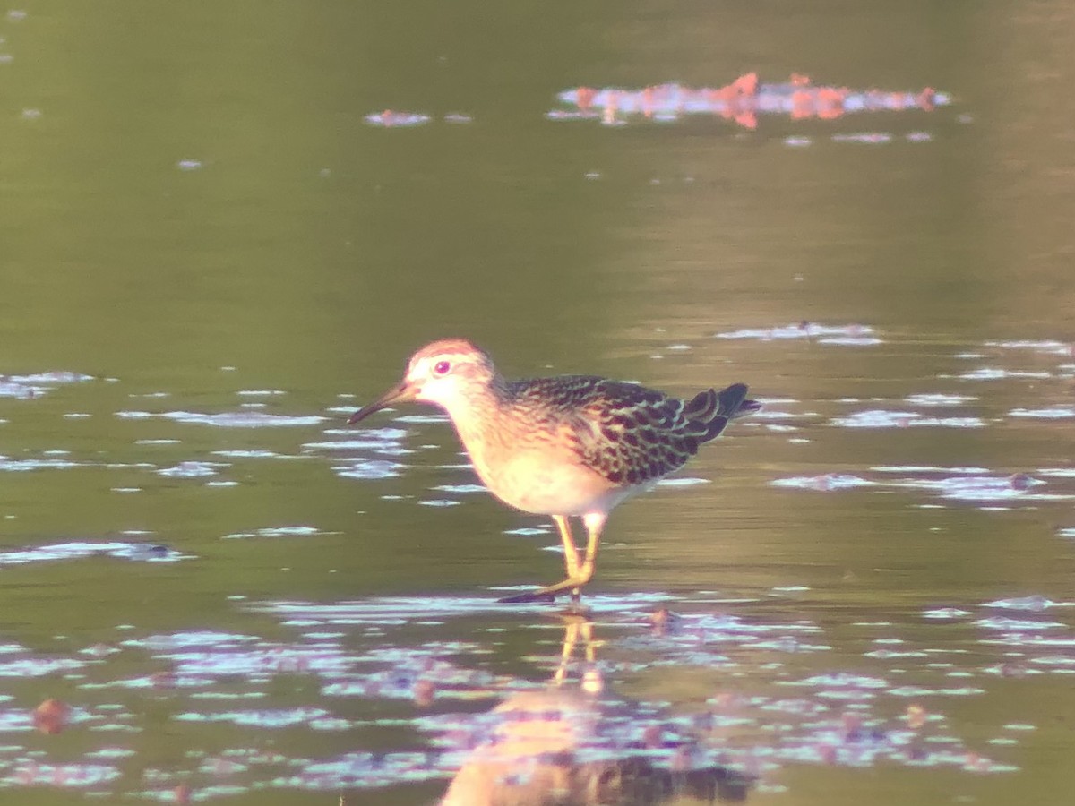 Sharp-tailed Sandpiper - Adrian Burke