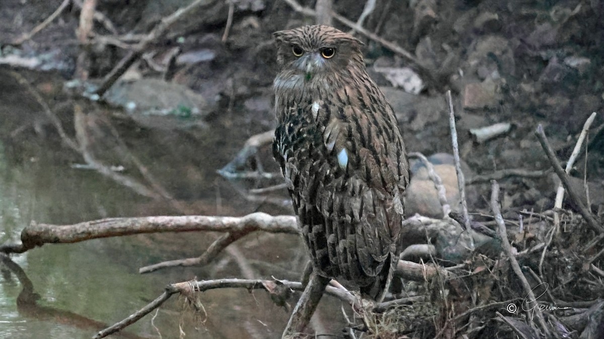 Brown Fish-Owl - ML625178219