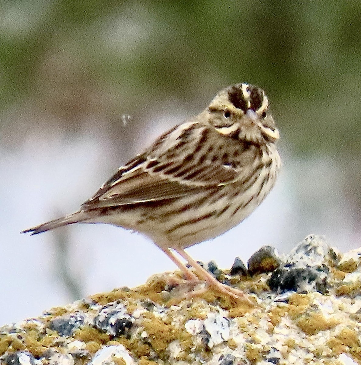 Savannah Sparrow - ML625178429