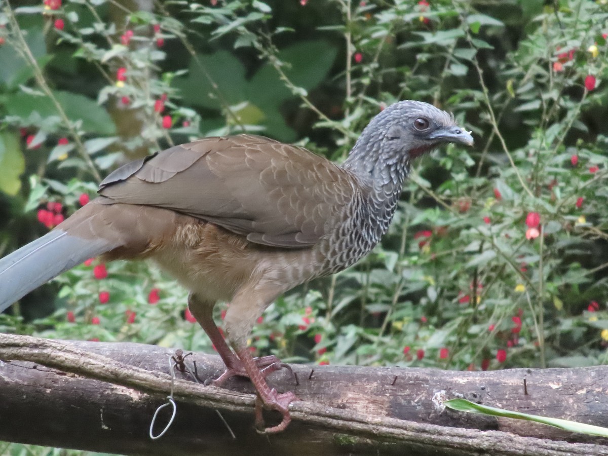 Colombian Chachalaca - ML625178471