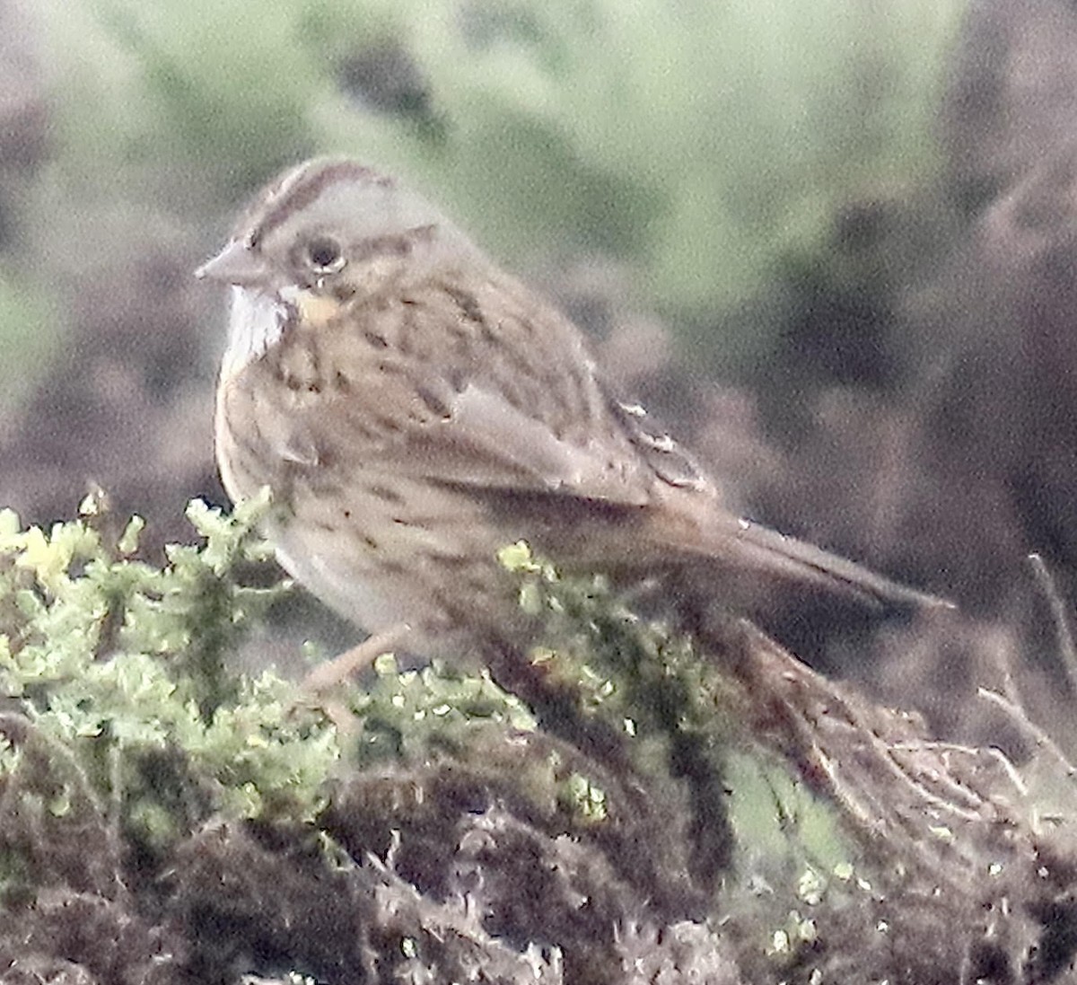 Lincoln's Sparrow - ML625178607