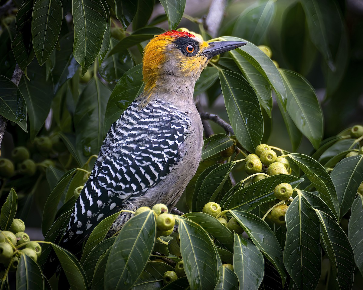 Golden-cheeked Woodpecker - ML625178640