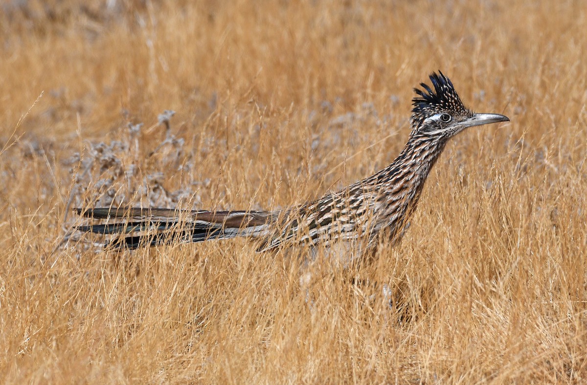 Greater Roadrunner - ML625179203