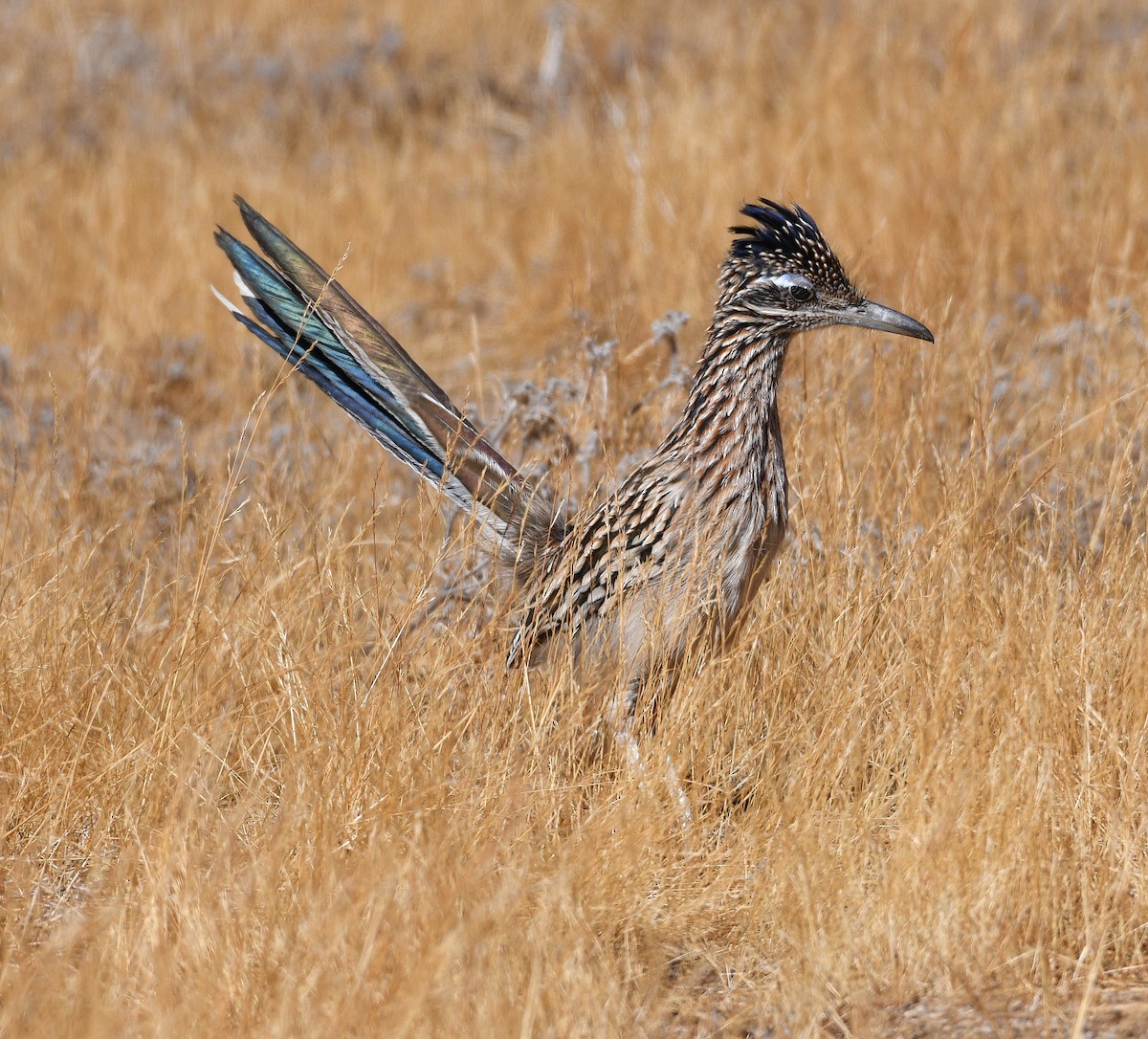 Greater Roadrunner - ML625179204