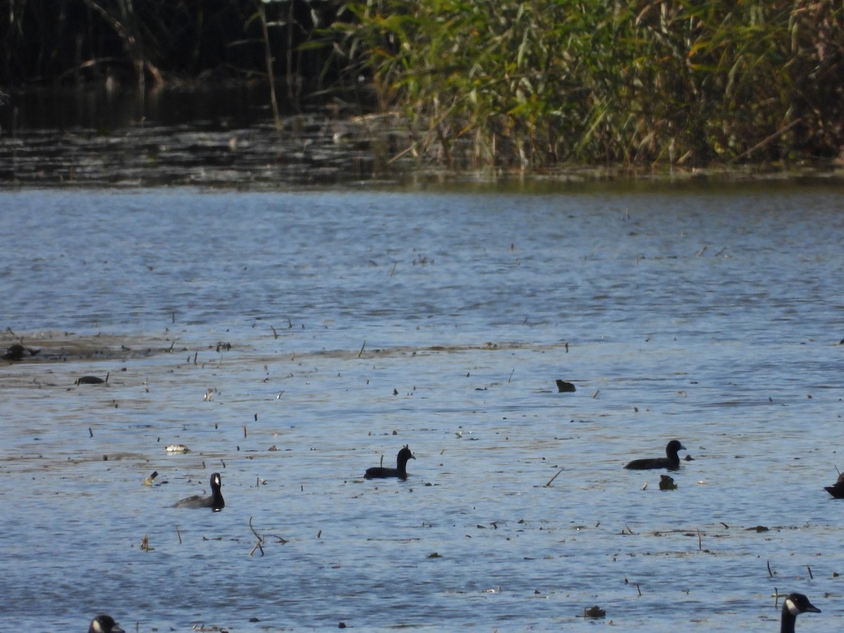 American Coot - ML625179215