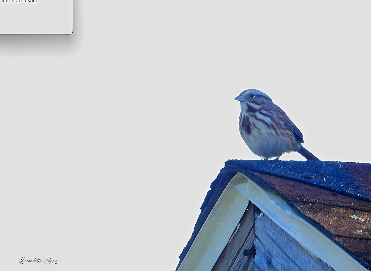 Song Sparrow - ML625179269