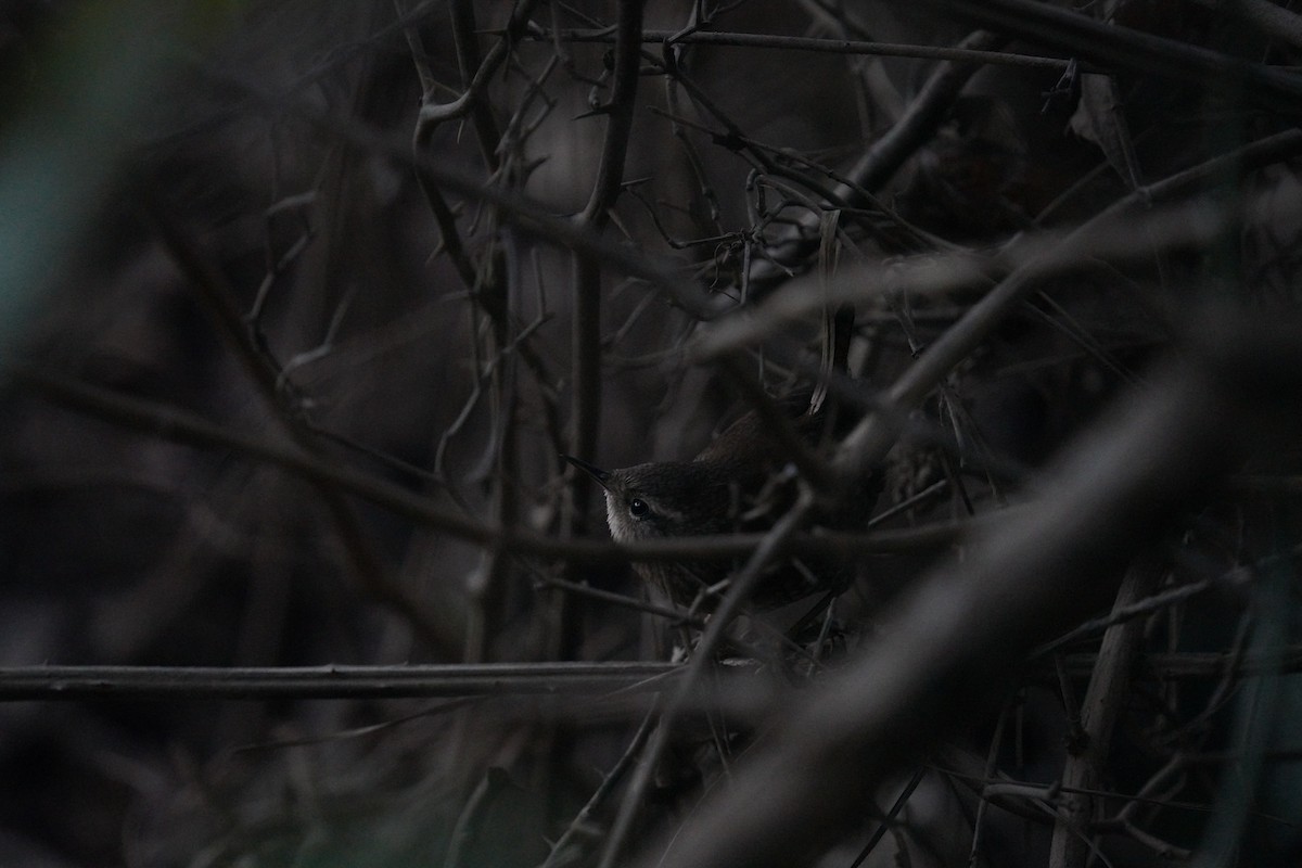 Winter Wren - ML625179499