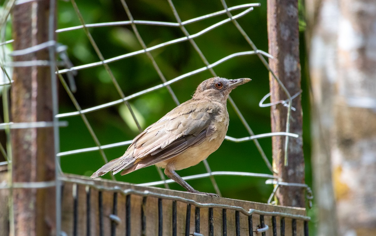 Clay-colored Thrush - ML625179539