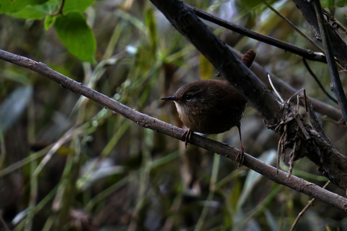 Winter Wren - ML625179547