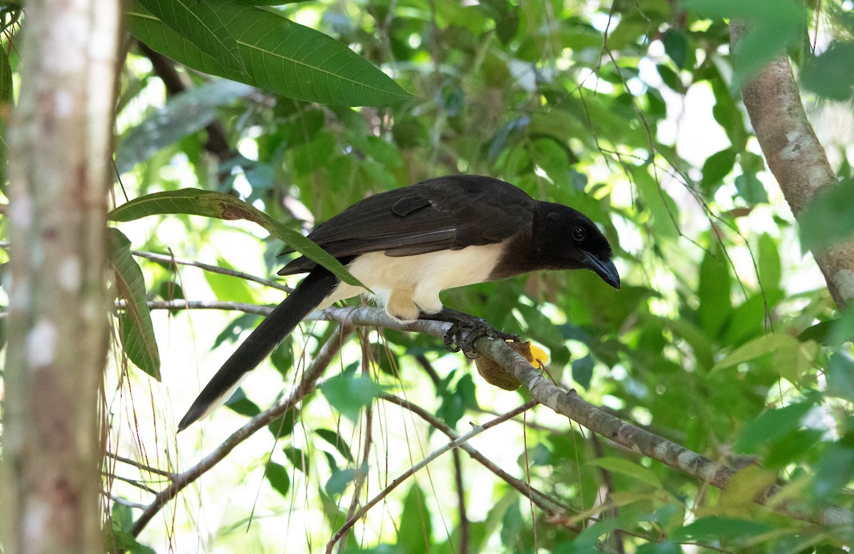 Brown Jay - ML625179574