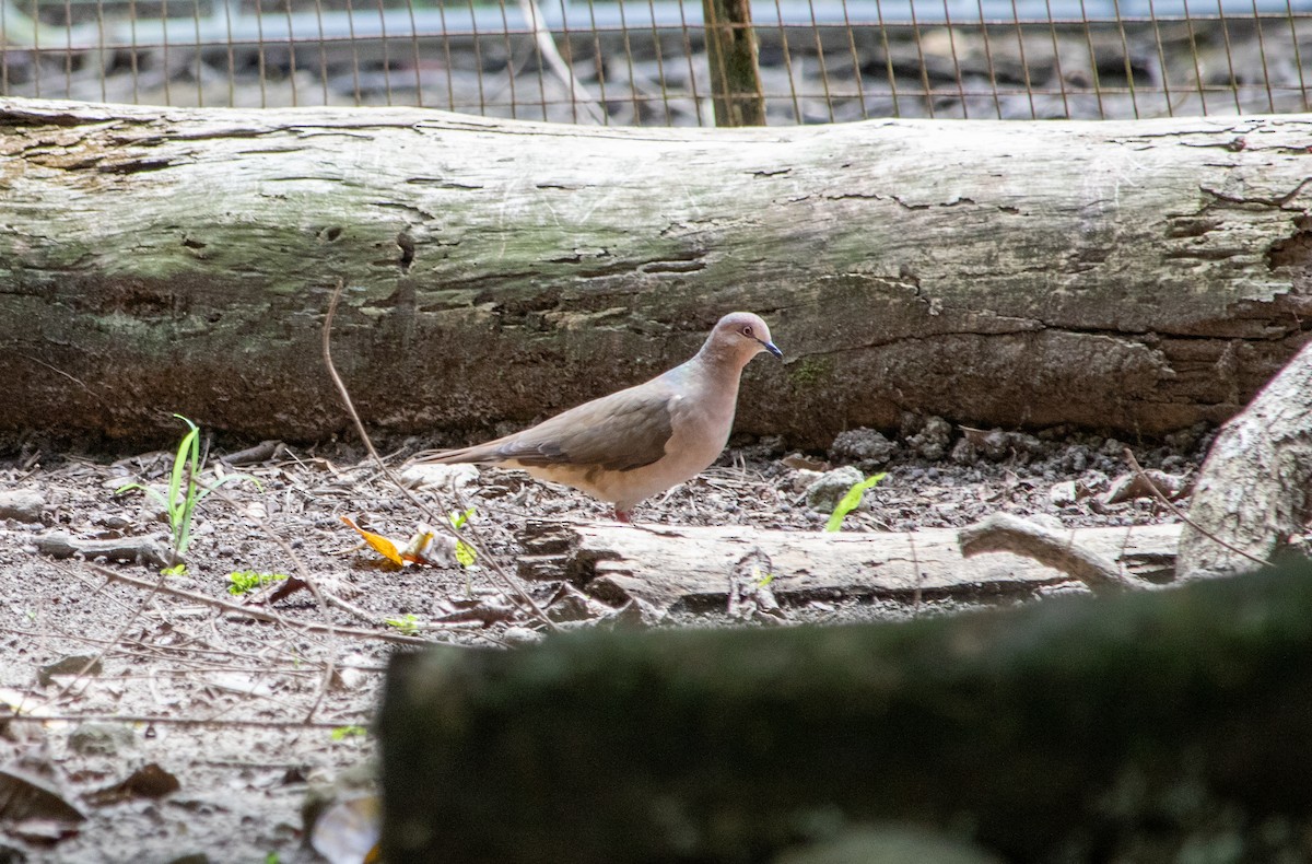 White-tipped Dove - ML625179595