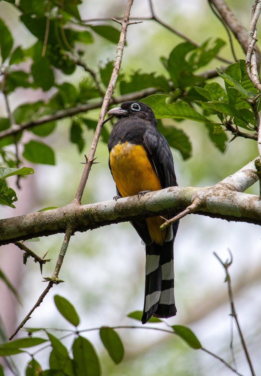 Black-headed Trogon - ML625179608