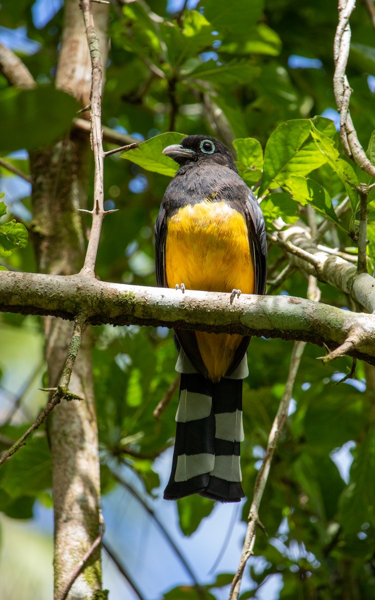 Black-headed Trogon - ML625179609