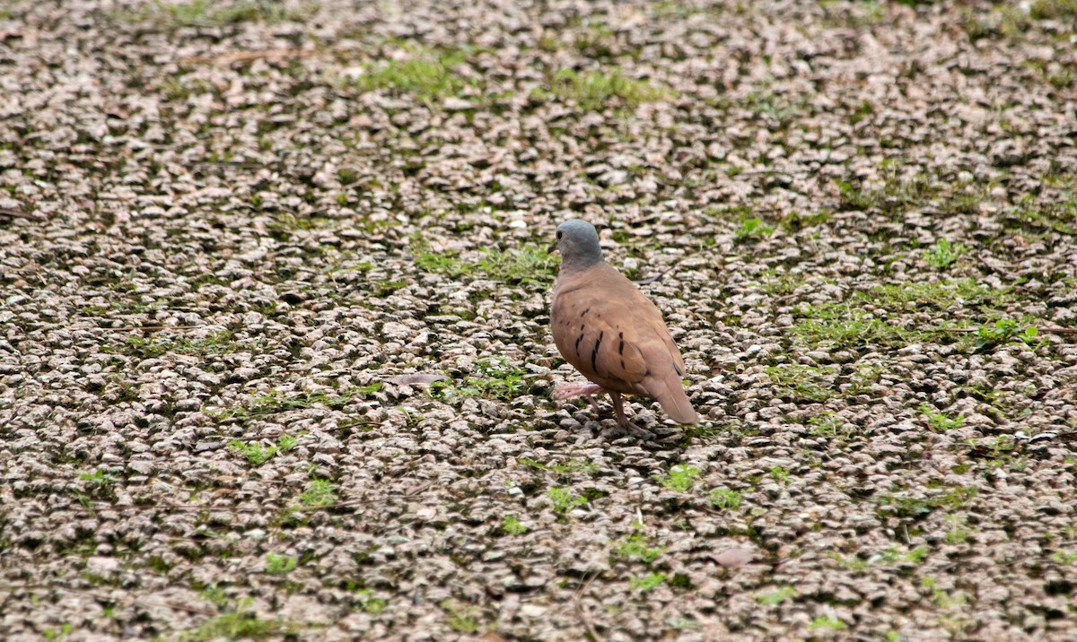 Ruddy Ground Dove - ML625179632