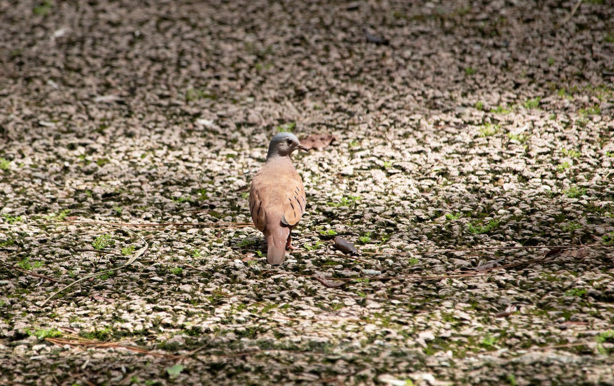 Ruddy Ground Dove - ML625179633