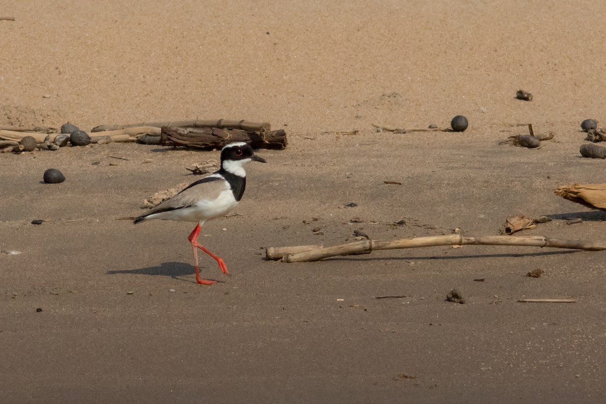 Pied Plover - ML625179695