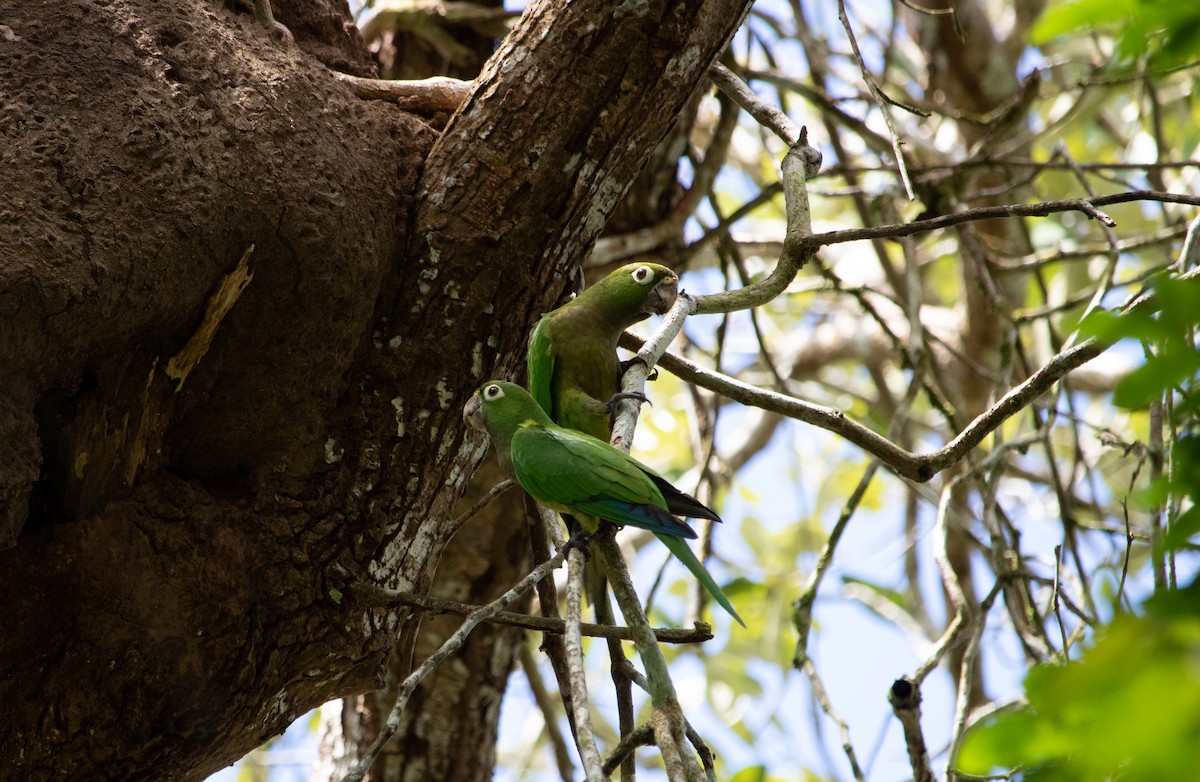 Olive-throated Parakeet - ML625179727