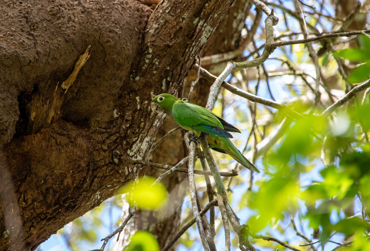 Olive-throated Parakeet - ML625179728