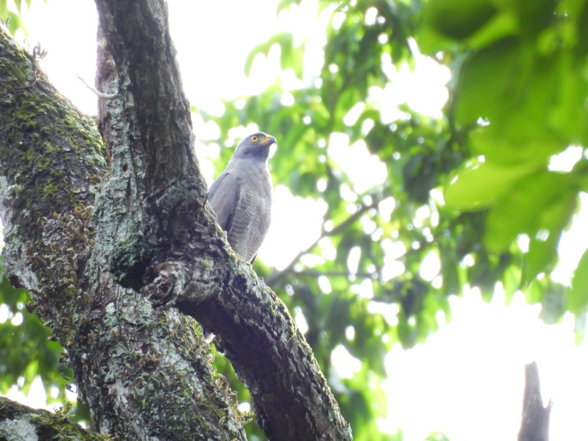 Roadside Hawk - ML625179812