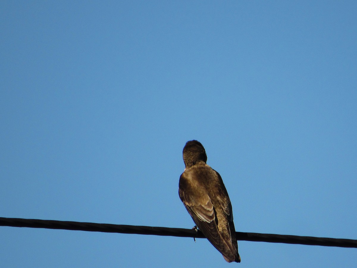 Southern Rough-winged Swallow - ML625179821