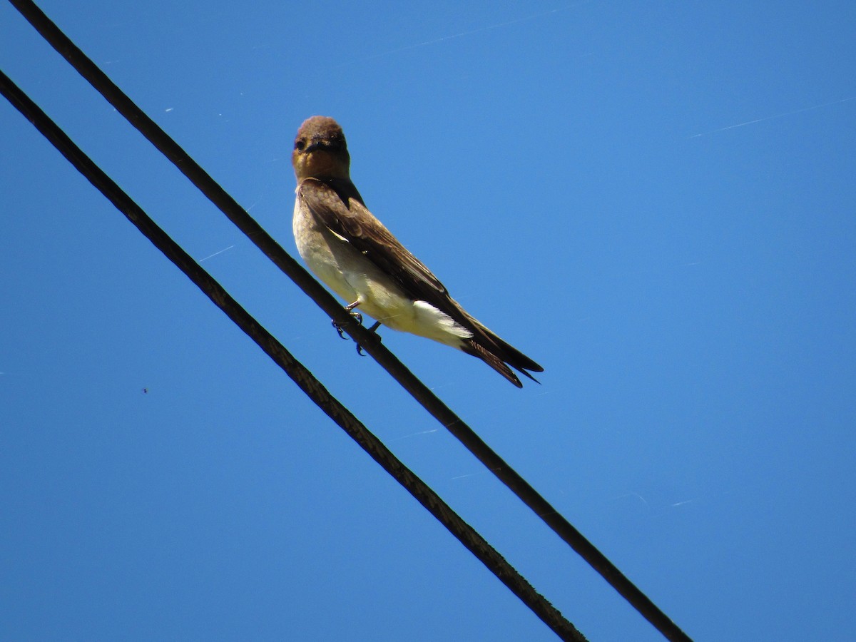 Southern Rough-winged Swallow - ML625179822