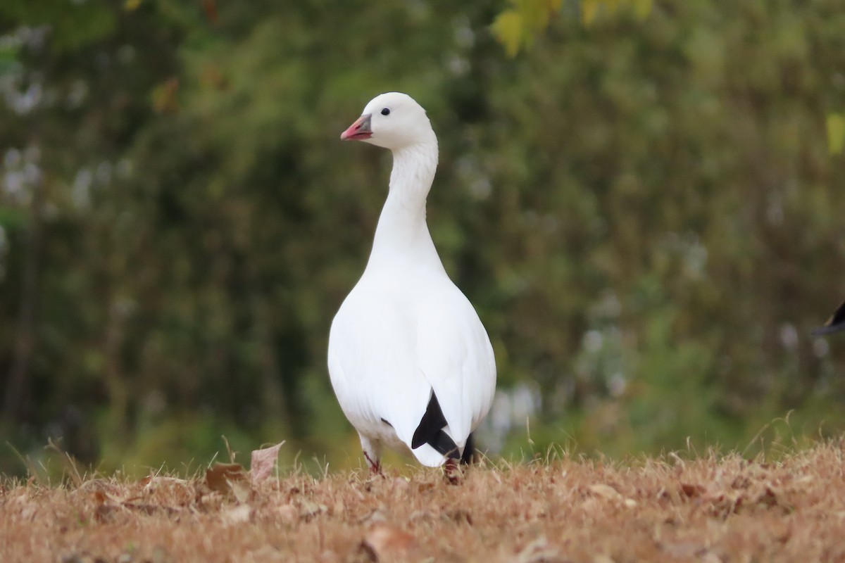 Ross's Goose - ML625179884