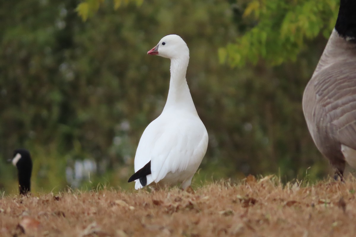 Ross's Goose - ML625179885