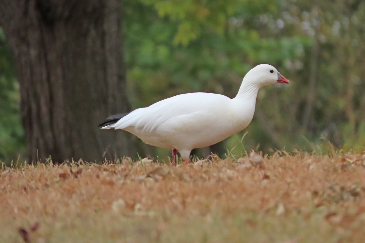 Ross's Goose - ML625179886