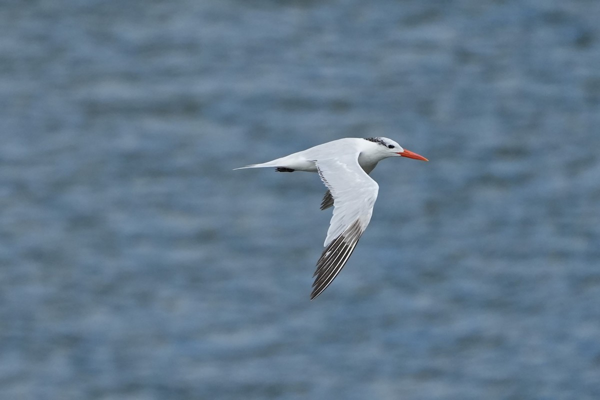Royal Tern - ML625180048