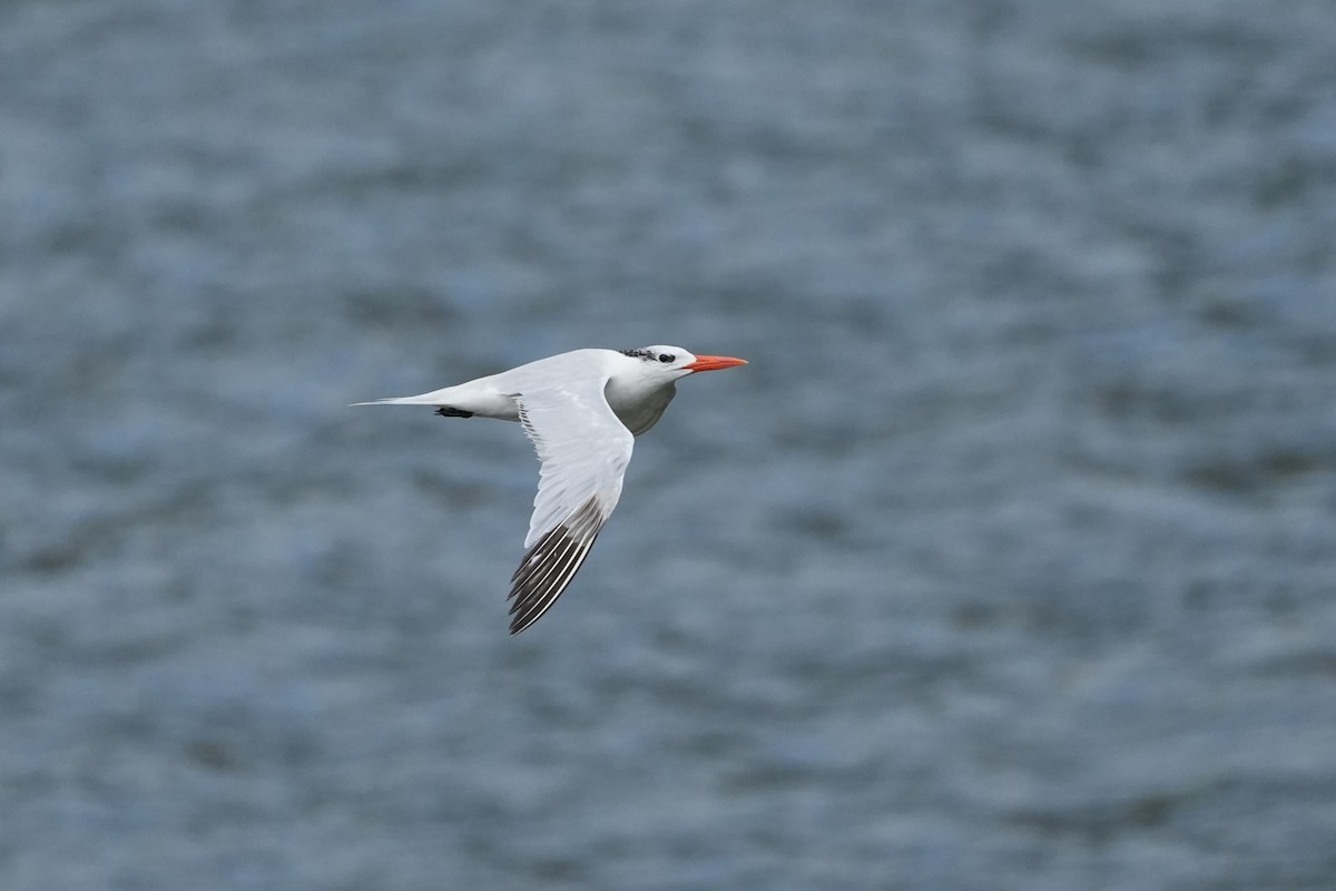 Royal Tern - ML625180050