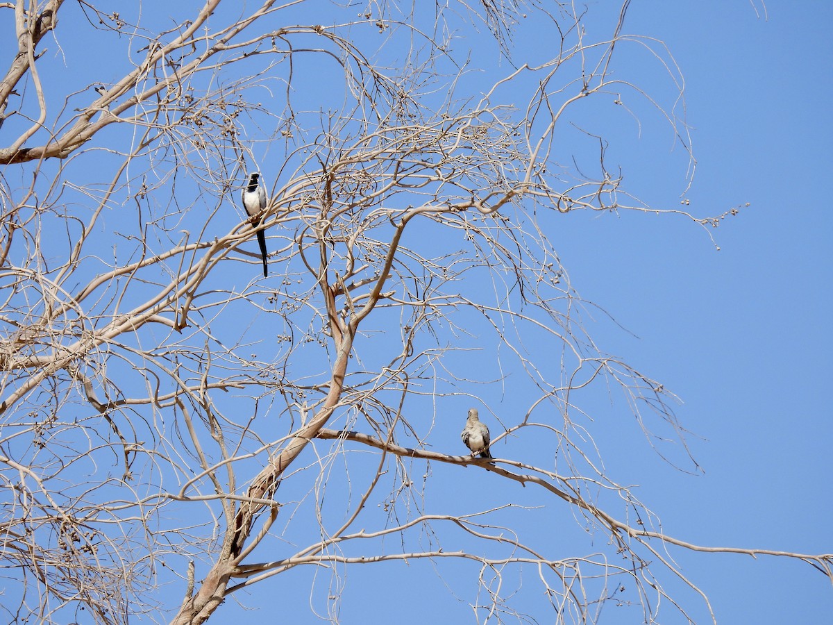 Namaqua Dove - Ahmed Al-ali